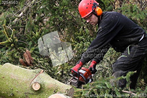 Image of Woodcutter with chainsaw in action in denmark 