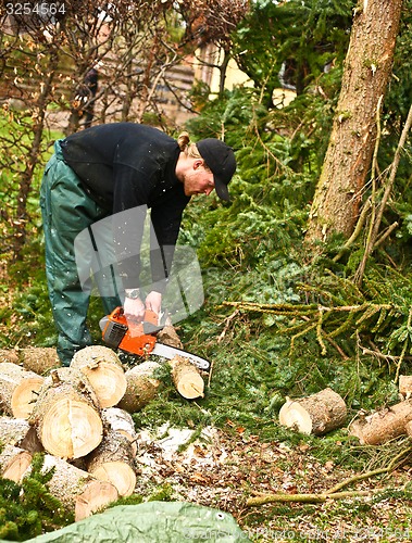 Image of Woodcutter in action on the ground with chainsaw in denmark 