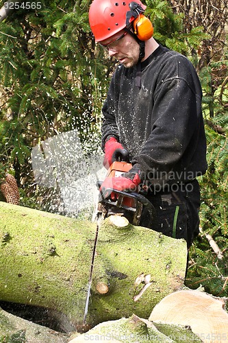 Image of Woodcutter with chainsaw in action in denmark 