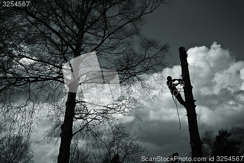 Image of Woodcutter silhouette on the top of a tree in action in denmark 