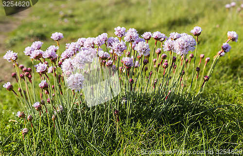 Image of Armeria Maritima 