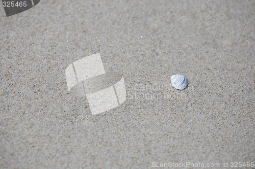 Image of shell sand background