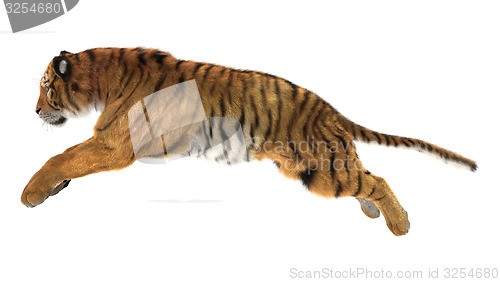 Image of Tiger