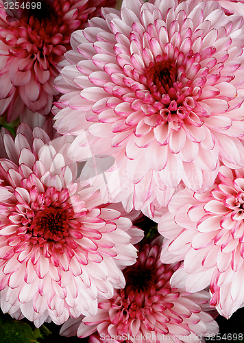 Image of Chrysanthemum