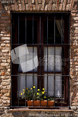 Image of old window grate and yellow flower