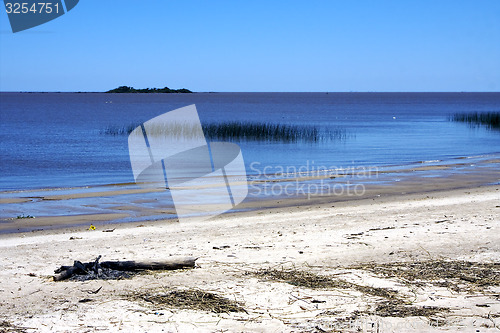 Image of beach and wood uruguay 