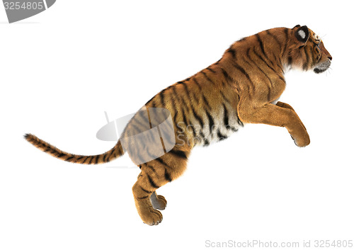 Image of Tiger