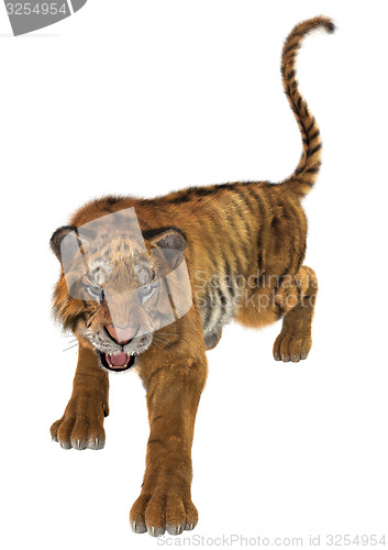 Image of Tiger