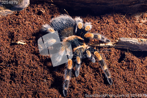 Image of Mexican red knee tarantula 