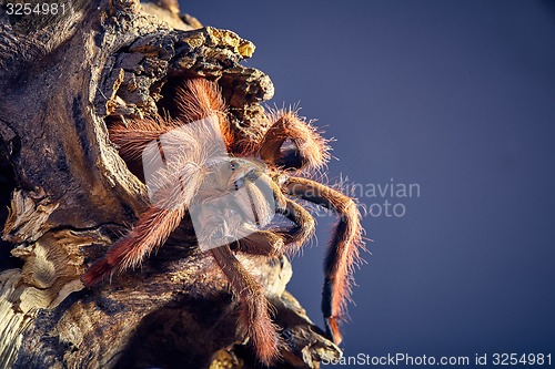 Image of tarantula Tapinauchenius gigas