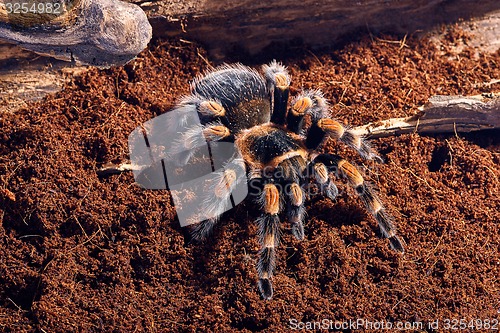 Image of Mexican red knee tarantula 