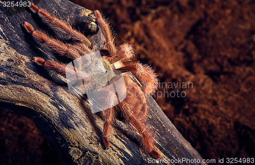 Image of tarantula Tapinauchenius gigas