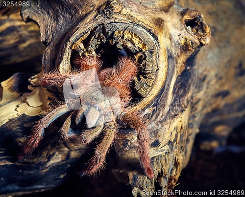 Image of tarantula Tapinauchenius gigas