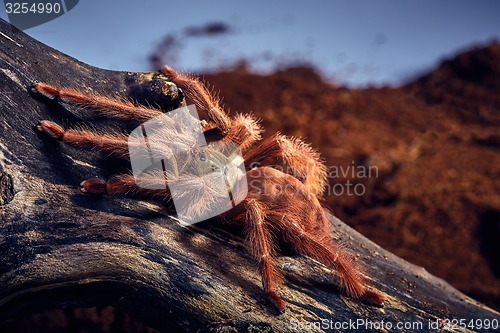 Image of tarantula Tapinauchenius gigas