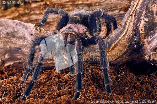 Image of tarantula Phormictopus sp purple