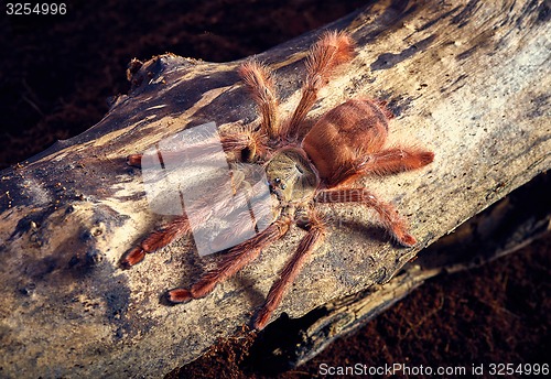 Image of tarantula Tapinauchenius gigas