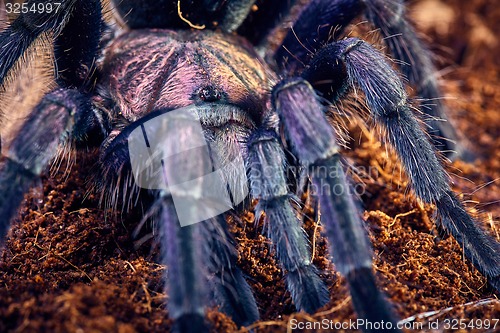 Image of tarantula Phormictopus sp purple