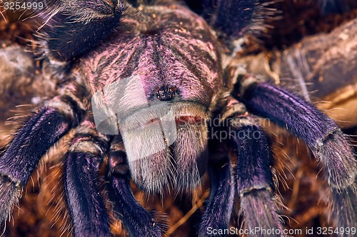 Image of tarantula Phormictopus sp purple