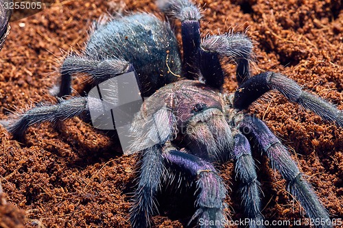 Image of tarantula Phormictopus sp purple