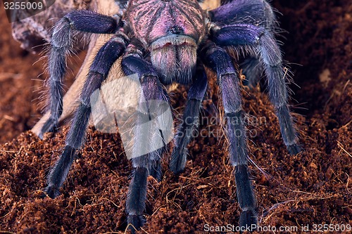 Image of tarantula Phormictopus sp purple