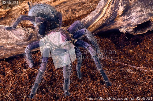 Image of tarantula Phormictopus sp purple