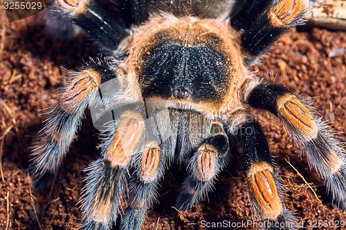 Image of Mexican red knee tarantula 
