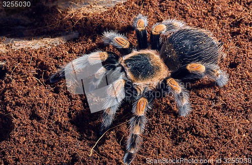 Image of Mexican red knee tarantula 