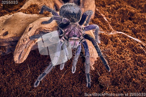 Image of tarantula Phormictopus sp purple