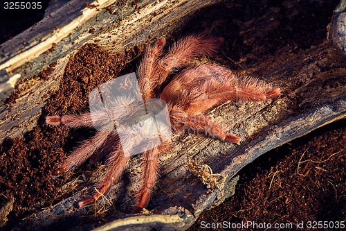 Image of tarantula Tapinauchenius gigas