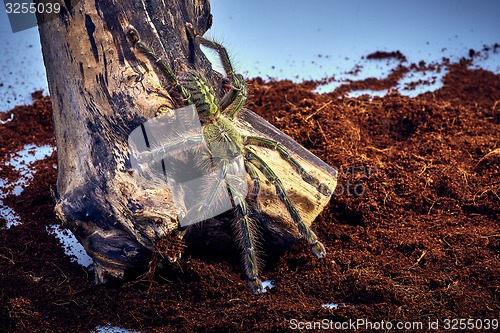 Image of tarantula Poecilotheria rufilata