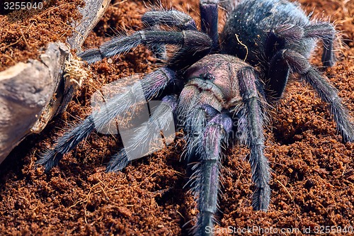 Image of tarantula Phormictopus sp purple