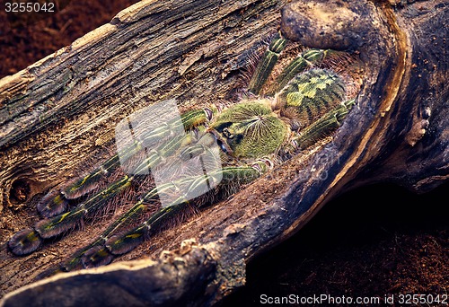 Image of tarantula Poecilotheria rufilata