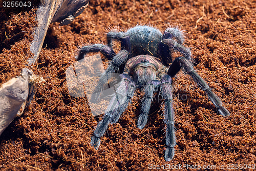 Image of tarantula Phormictopus sp purple