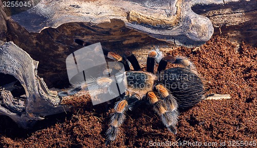 Image of Mexican red knee tarantula 