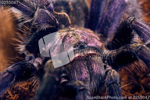 Image of tarantula Phormictopus sp purple