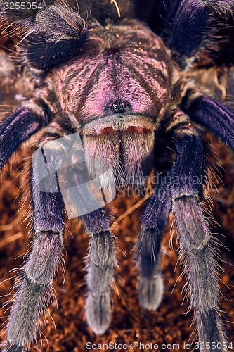 Image of tarantula Phormictopus sp purple