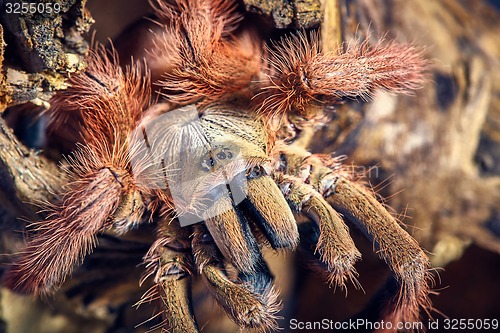 Image of tarantula Tapinauchenius gigas