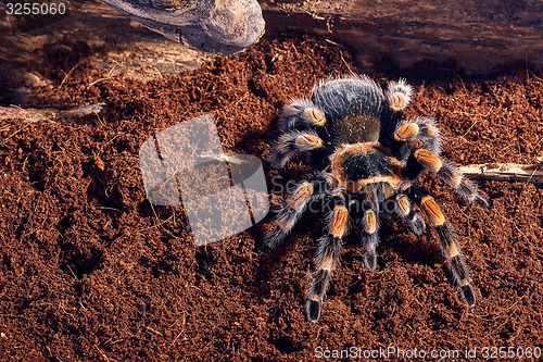 Image of Mexican red knee tarantula 