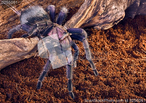 Image of tarantula Phormictopus sp purple