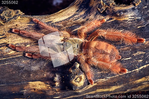 Image of tarantula Tapinauchenius gigas