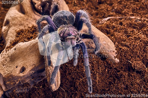 Image of tarantula Phormictopus sp purple