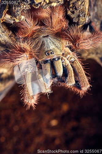 Image of tarantula Tapinauchenius gigas