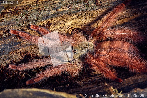 Image of tarantula Tapinauchenius gigas