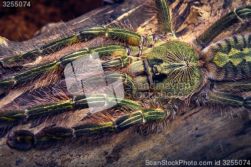 Image of tarantula Poecilotheria rufilata