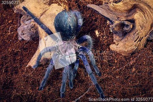 Image of tarantula Phormictopus sp purple