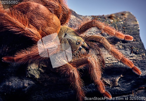 Image of tarantula Tapinauchenius gigas