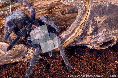 Image of tarantula Phormictopus sp purple