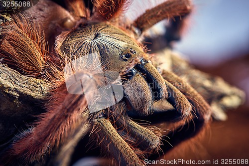 Image of tarantula Tapinauchenius gigas