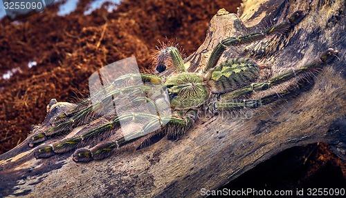 Image of tarantula Poecilotheria rufilata