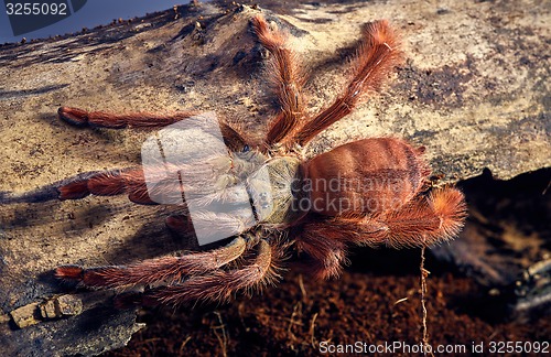 Image of tarantula Tapinauchenius gigas